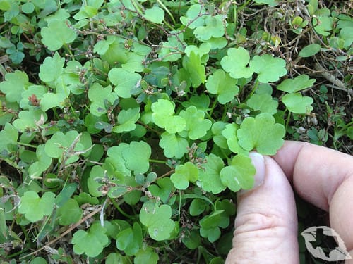 mimic of Mallow - Carolina Bristle
