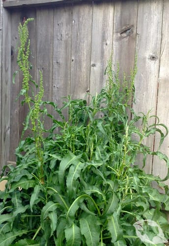 Curled Dock/Yellow Dock