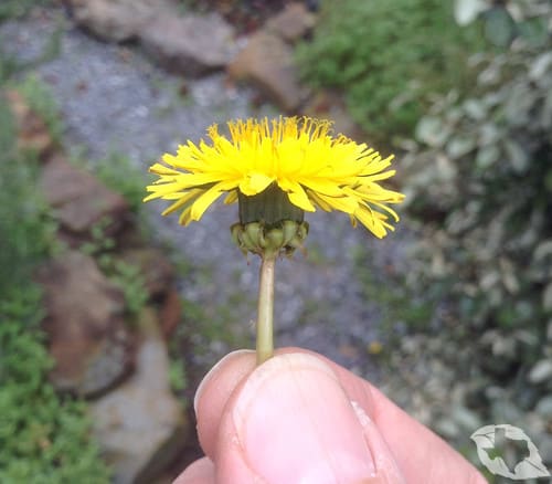 Dandelion