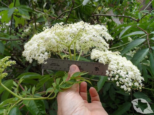 Elderberry