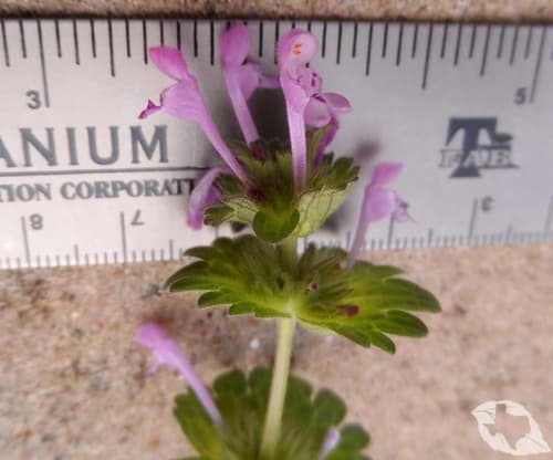 Henbit