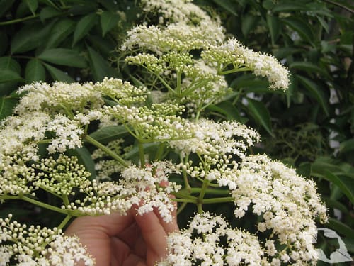 Elderberry