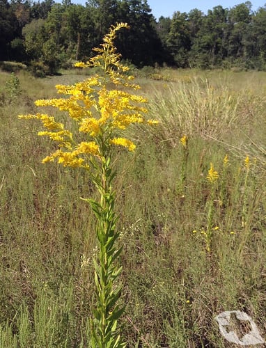 Goldenrod