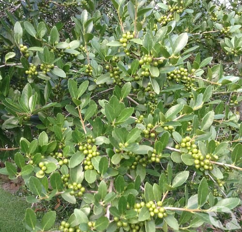Holly - Yaupon