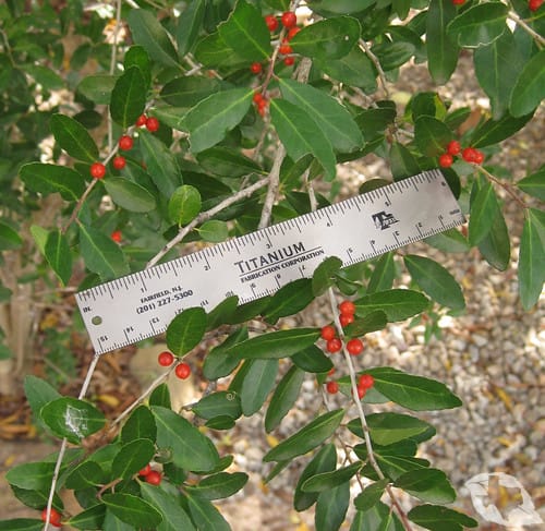 Holly - Yaupon