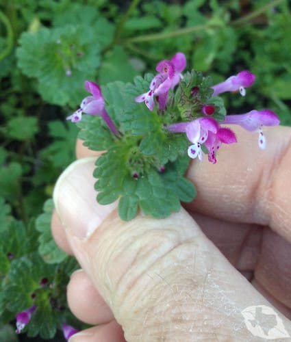 Henbit