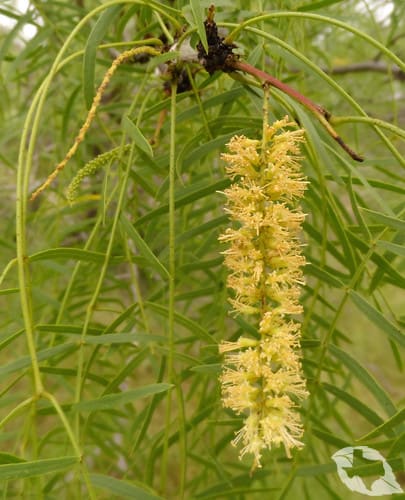 Honey Mesquite