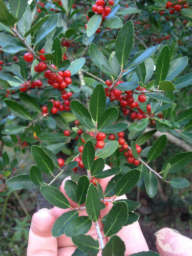 Holly - Yaupon