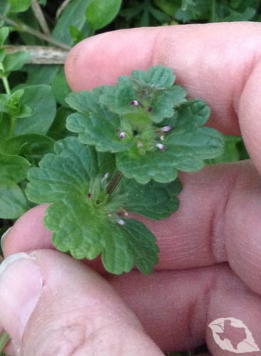 Henbit