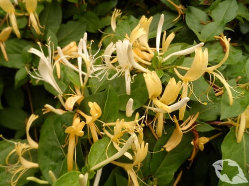 Honeysuckle - Japanese