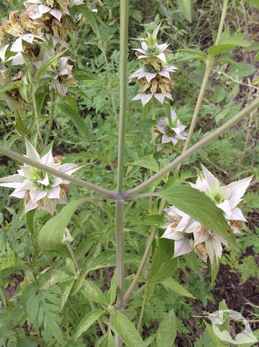 Horsemint