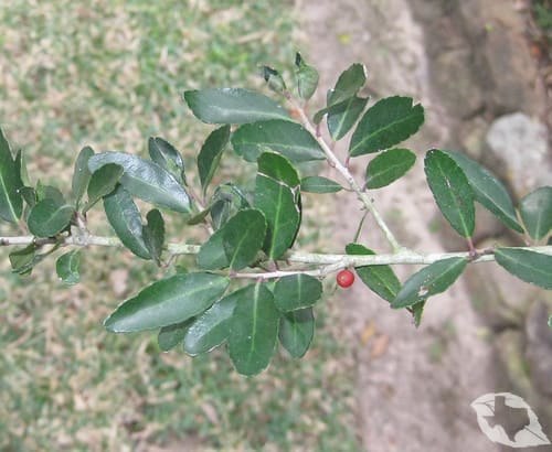 Holly - Yaupon