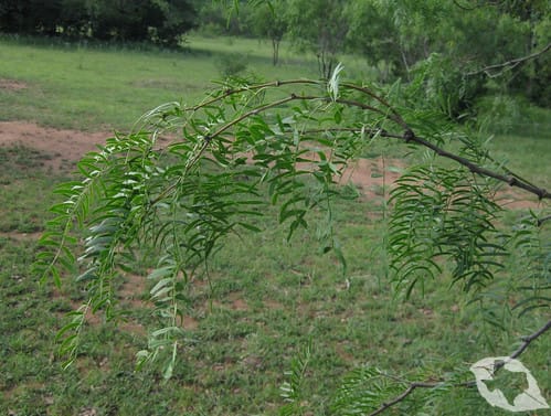 Honey Mesquite