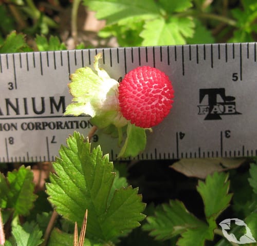 Indian Strawberry