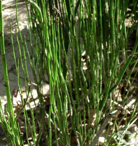 Horsetails