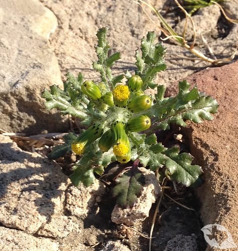 mimic of Thistle - Sow