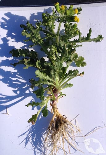 mimic of Thistle - Sow