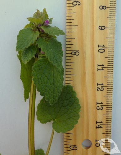 mimic of Henbit