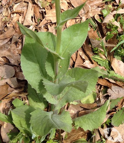 mimic of Thistle - Sow