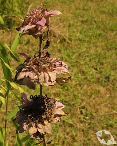Horsemint