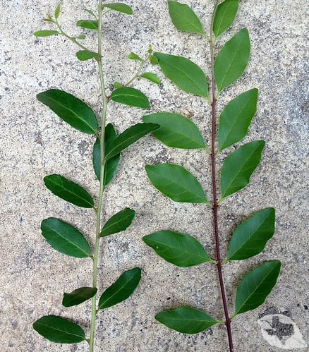 mimic of Holly - Yaupon