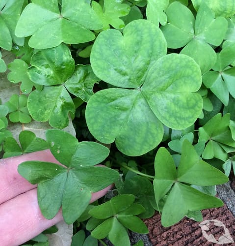 Wood Sorrel