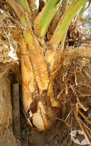 Palm - Dwarf Palmetto