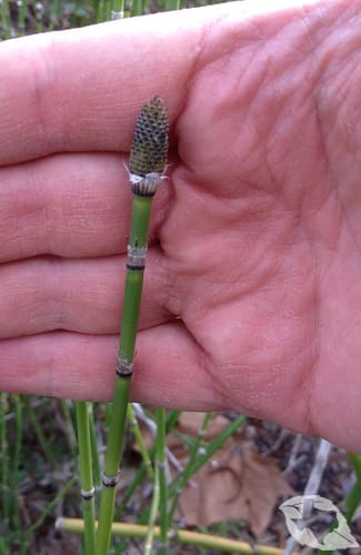 Horsetails