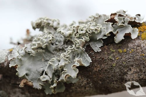 Lichens