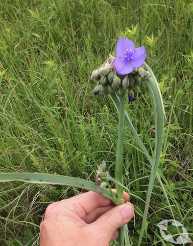 Spiderwort