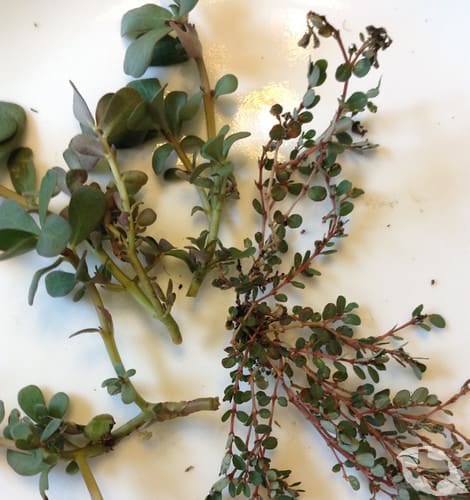 mimic of Purslane