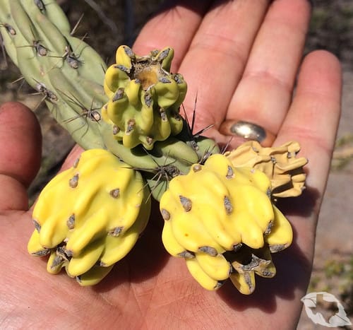 Cactus - Cholla Tree