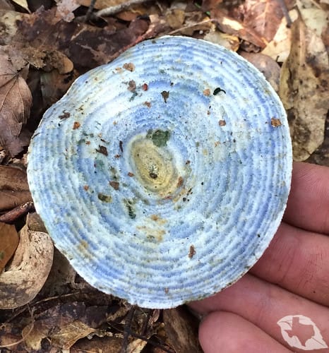 Mushroom - Indigo Milk Cap