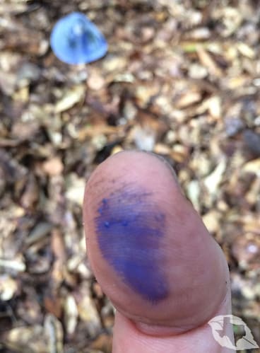 Mushroom - Indigo Milk Cap