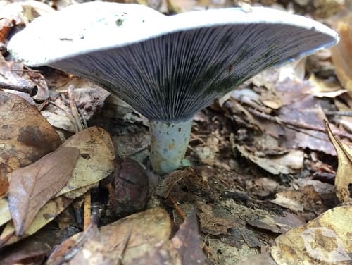 Mushroom - Indigo Milk Cap