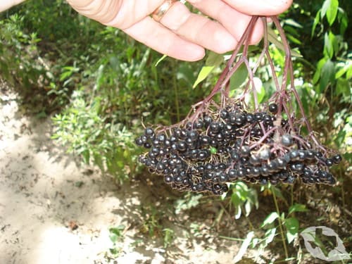 Elderberry