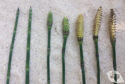 Horsetails