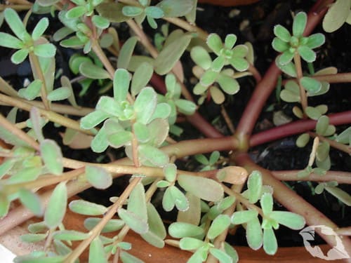 Purslane