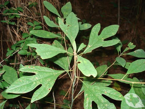 Sassafras