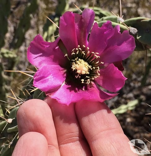 Cactus - Cholla Tree