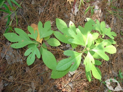 Sassafras