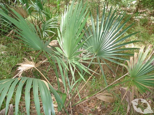 Palm - Dwarf Palmetto