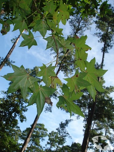 Sweetgum