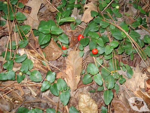 Partridgeberry/Squawberry
