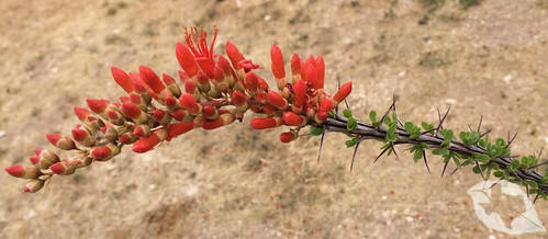 Ocotillo