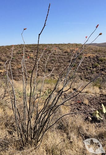 Ocotillo