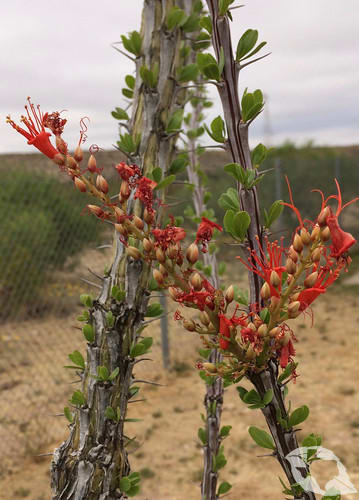 Ocotillo