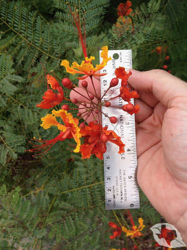 Pride of Barbados