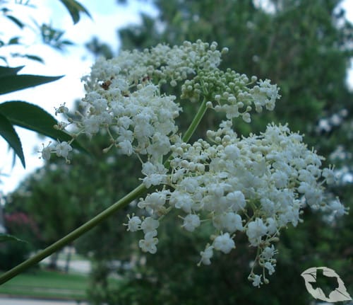 Elderberry