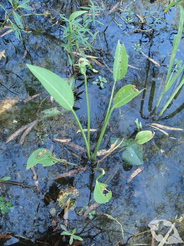 Water Plantain